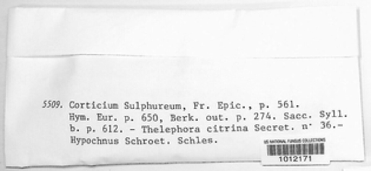 Phlebiella sulphurea image